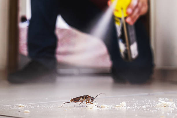 Best Pest Removal Services  in Grand Marais, MN